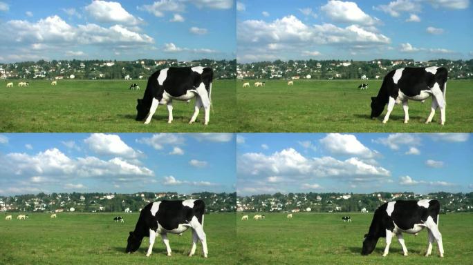 奶牛在草地上吃草奶牛在草地上吃草