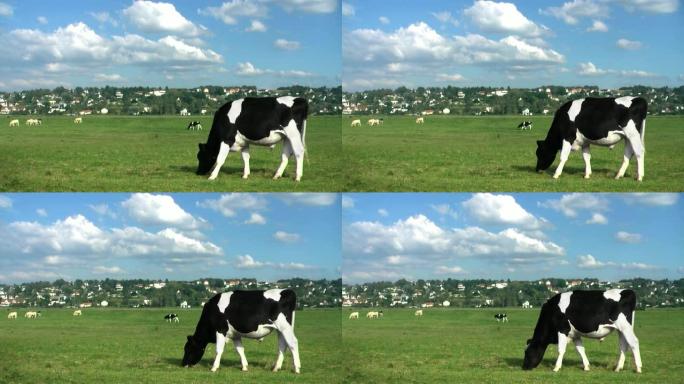 奶牛在草地上吃草奶牛在草地上吃草