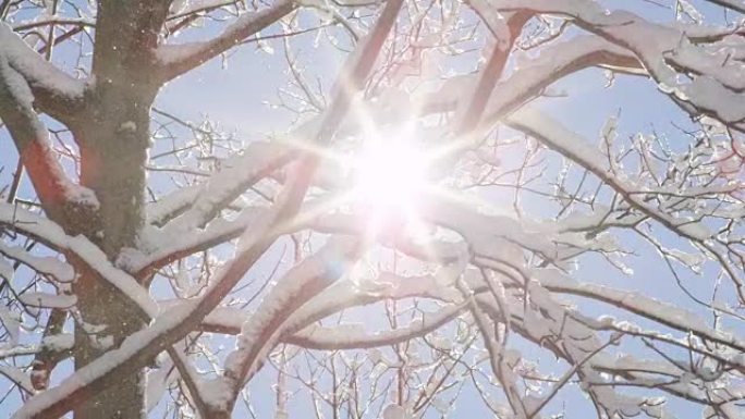 特写: 阳光明媚的冬日从树上落下的小雪花
