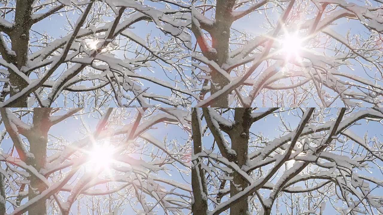特写: 阳光明媚的冬日从树上落下的小雪花