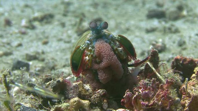 孔雀螳螂虾海底世界爬虾小鱼