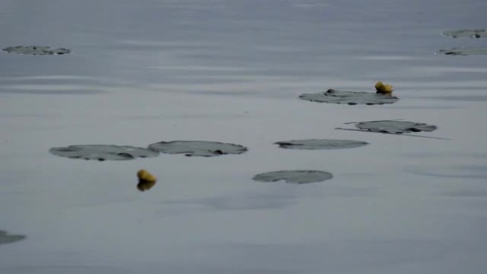 Water lilies on a lake surface