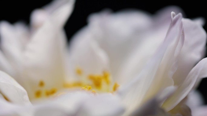 山茶花局部特写