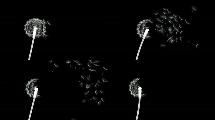 蒲公英01吹黑白黑白静物微距