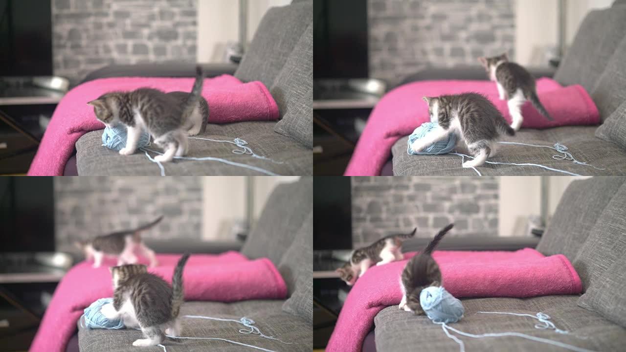 小猫在沙发上玩羊毛球