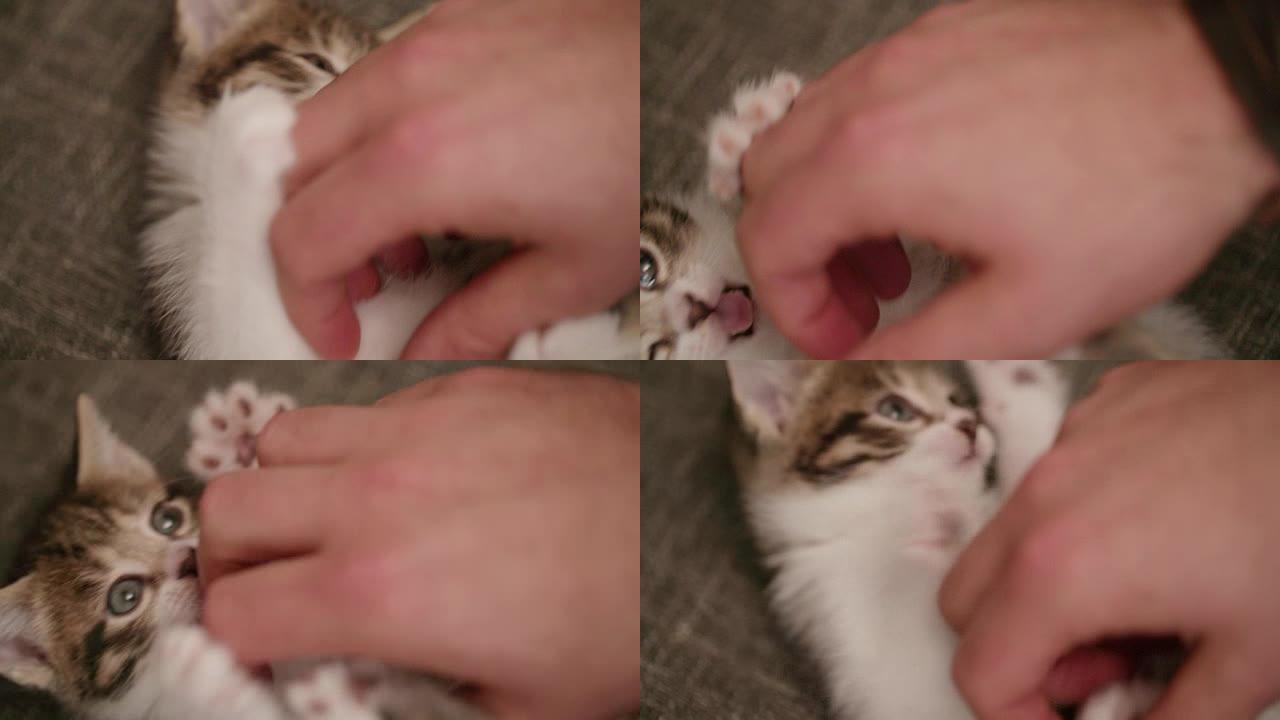 小猫挠痒痒时用爪子握着男人的手