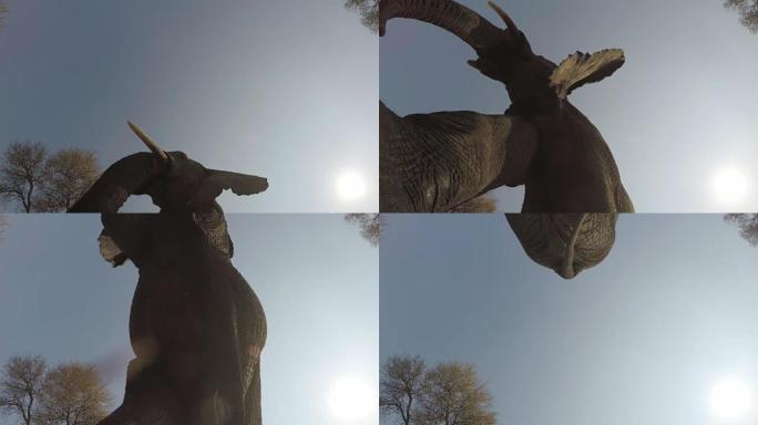 大象直接走过相机的壮观镜头
