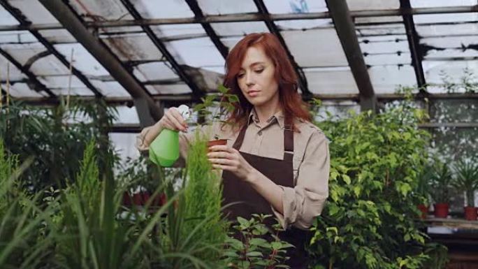 穿着围裙的迷人女农民在大型温室工作时向植物洒水。职业、种花、职场和人的概念。