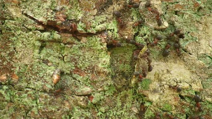 蚂蚁和桦树树苗蚂蚁和桦树树苗