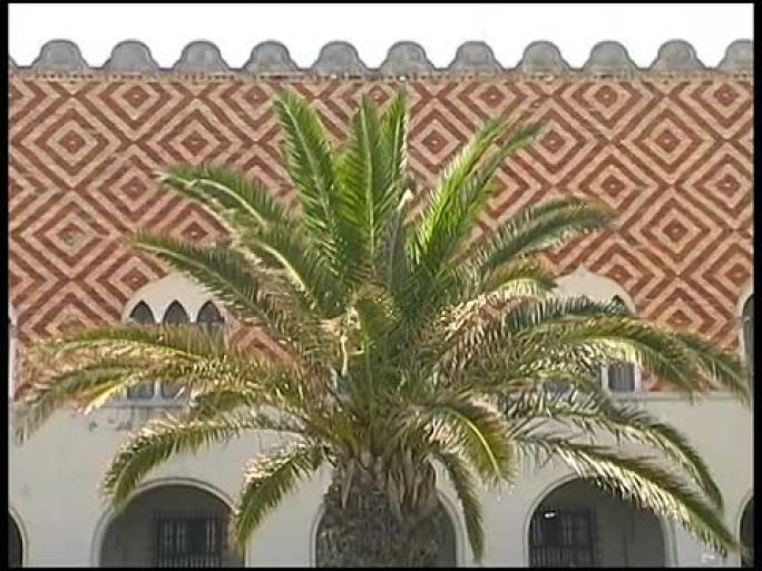 瓷砖墙前的热带棕榈树
