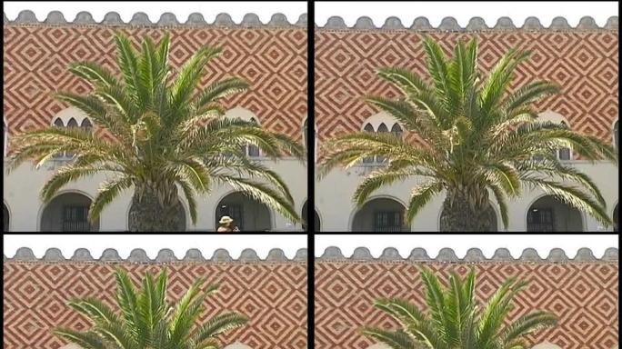 瓷砖墙前的热带棕榈树