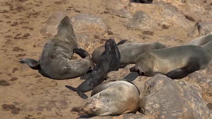 十字角海豹保护区