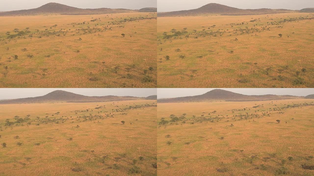 空中: 金色的早晨，壮观的非洲平原大草原景观