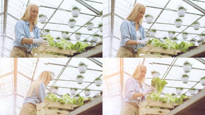努力工作的女农民用生态蔬菜包装盒子。她快乐地在阳光充足的工业温室里工作。她周围生长的各种植物。