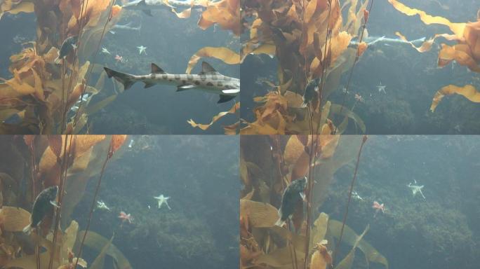 豹鲨-多格式交错豹鲨鱼群海洋大海野生动物