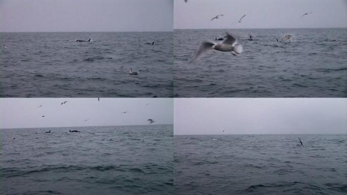 高清: 逆戟鲸鲸鱼大海海面喷水