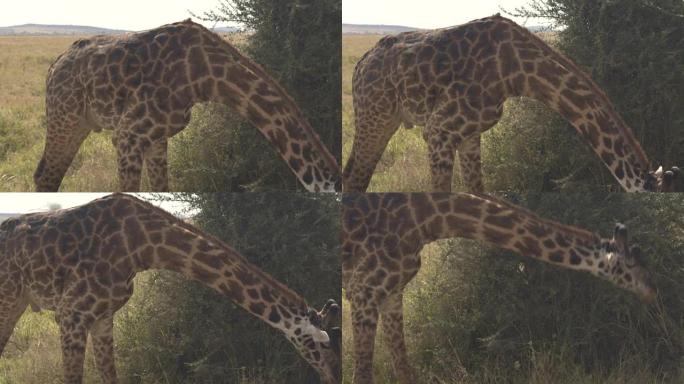 特写: 令人惊叹的非洲长颈鹿大衣的细节，图案为棕色补丁