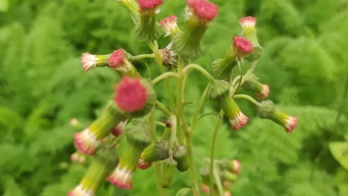 也茼蒿 茼蒿花实拍野茼蒿野草风吹野花