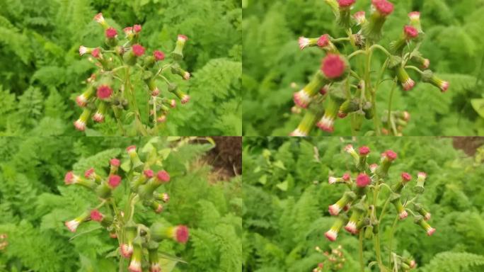 也茼蒿 茼蒿花实拍野茼蒿野草风吹野花