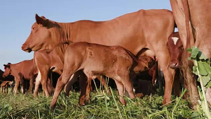 母亲自由放养小牛哺乳