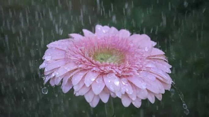 雨下的粉红色雏菊非洲菊花。慢动作