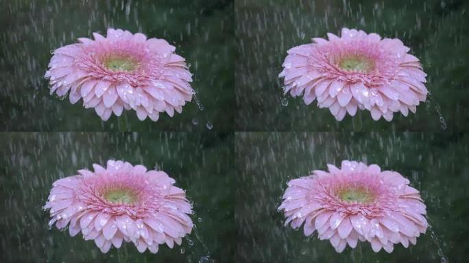 雨下的粉红色雏菊非洲菊花。慢动作