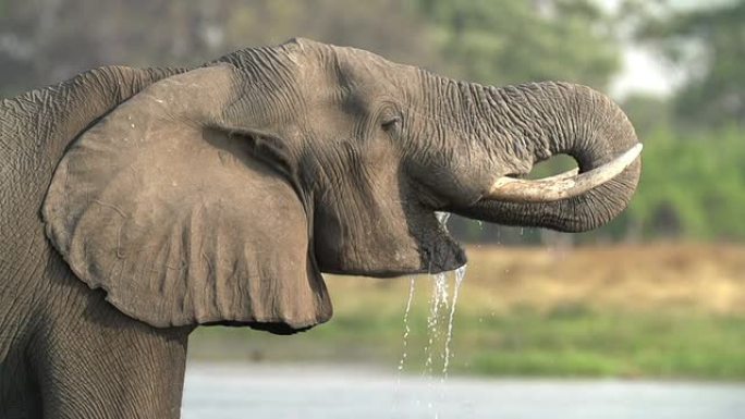 博茨瓦纳用婴儿喝酒繁殖大象群