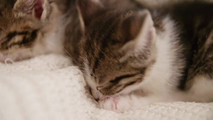 小猫挤在一起睡在毯子的沙发上