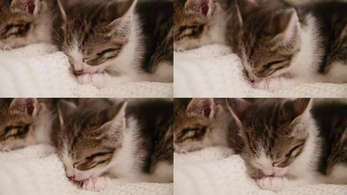 小猫挤在一起睡在毯子的沙发上