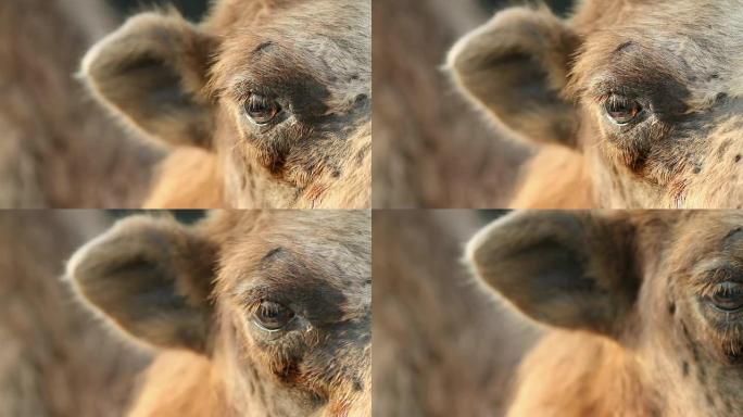 骆驼眼一头牛一只羊一匹马