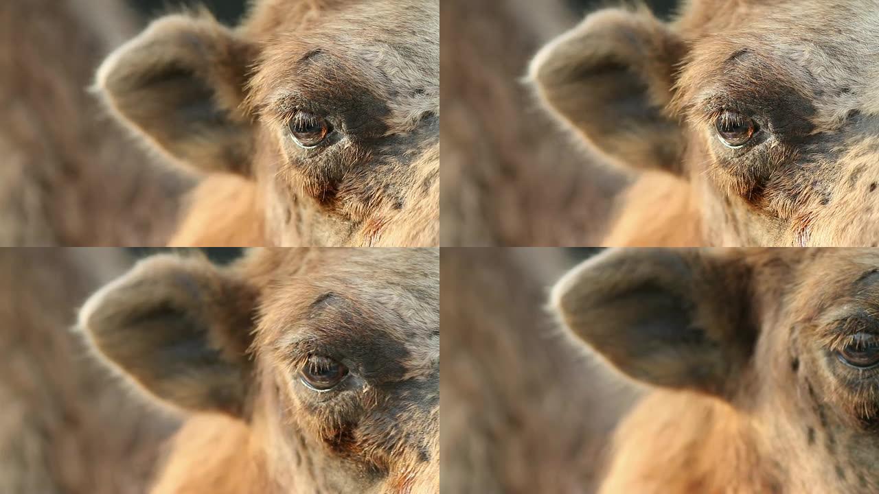 骆驼眼一头牛一只羊一匹马