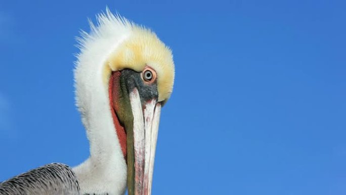 加利福尼亚Gey Pelican