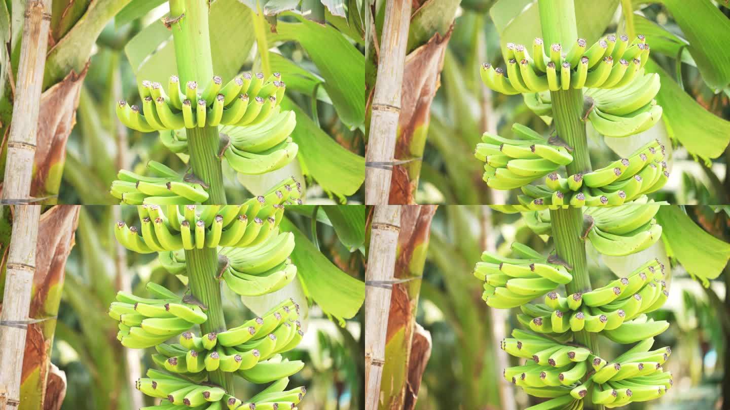 海南香蕉园