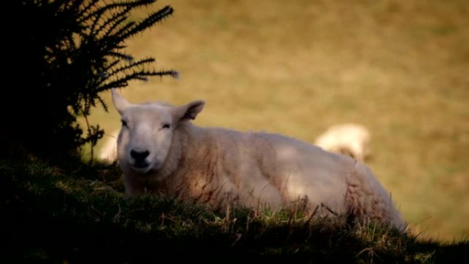 炎热的日子里，绵羊在阴凉处休息