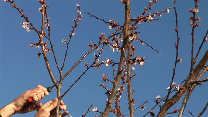 高清: 修剪一棵果树