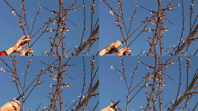 高清: 修剪一棵果树