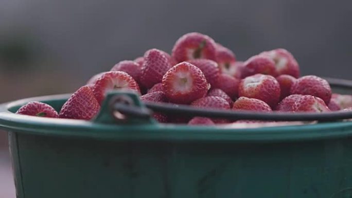 农场采摘新鲜草莓