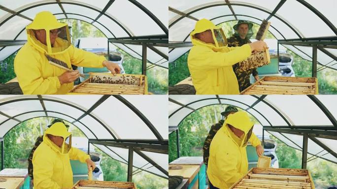 两名养蜂人在夏日在养蜂场工作时检查框架并收获蜂蜜
