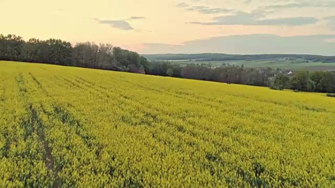 WS鸟景夫妇站在宁静、田园诗般的黄色油菜籽田地，欣赏斯洛文尼亚的乡村景观