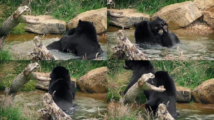 熊在水中打架