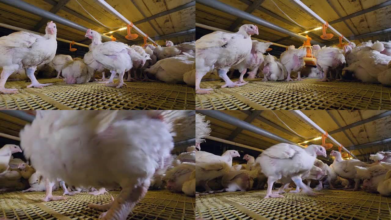 笼内肉鸡的低角度视图。