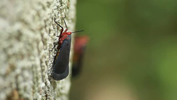Fulgorid虫