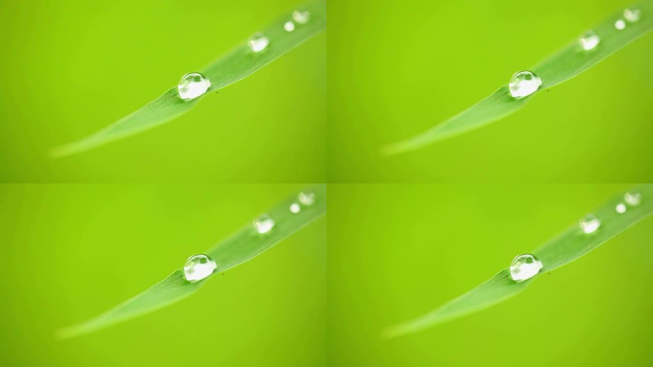 草地上的水滴草地上的水滴绿叶水珠