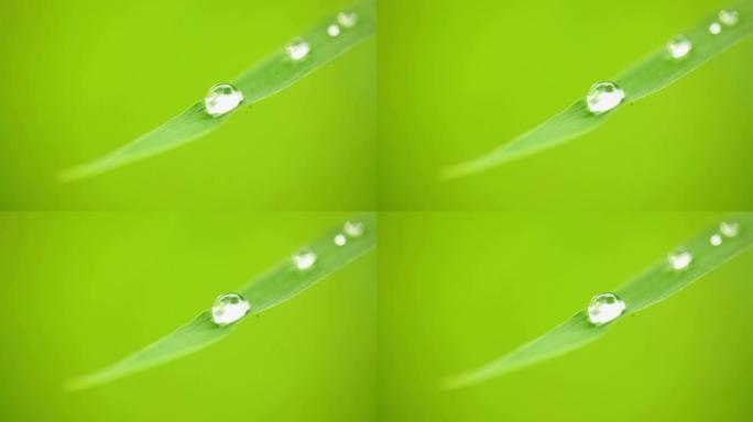 草地上的水滴草地上的水滴绿叶水珠