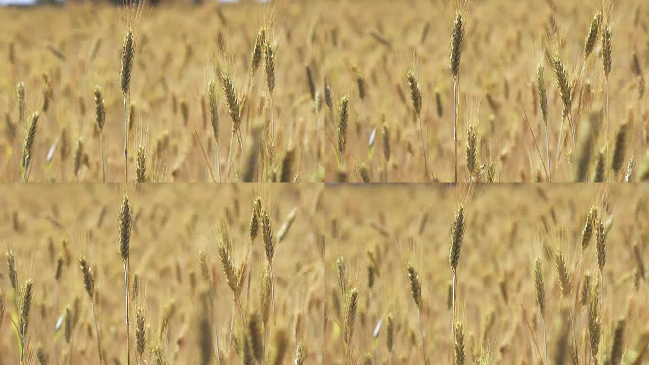 大风天田间的小麦