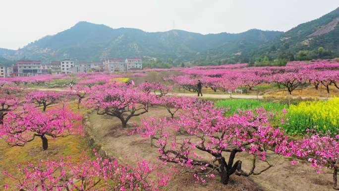 桃花4k航拍  桃花源