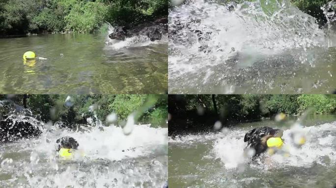 慢镜头特写:小狗冲进森林河溪去捡黄色的球。