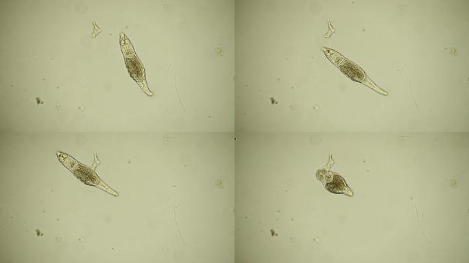 轮虫微生物行走