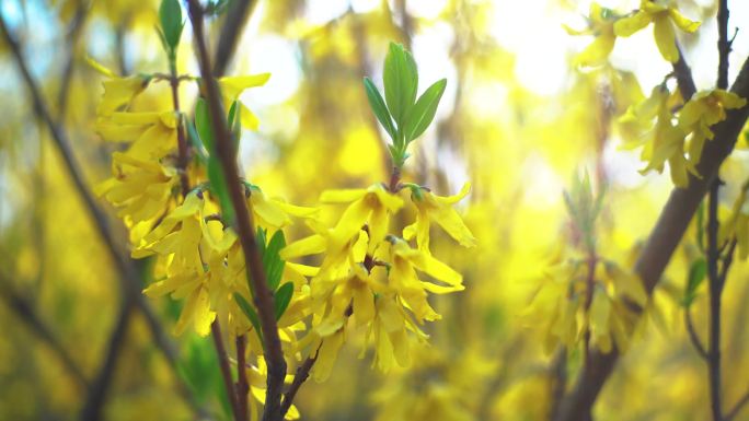 迎春花 春分 春天 春的味道 绿芽 黄花