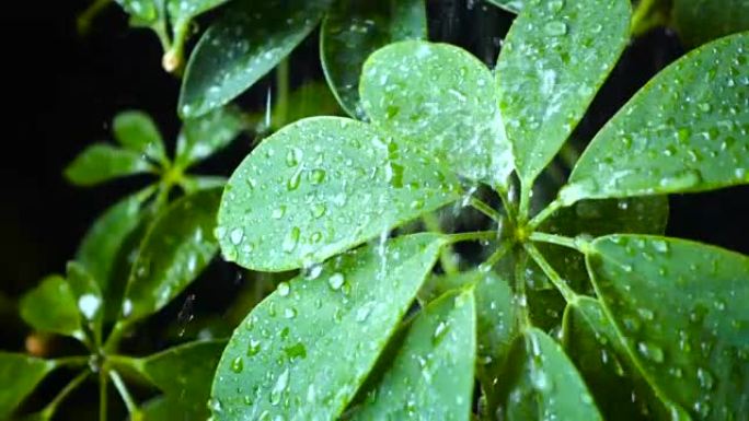 雨滴落下绿叶